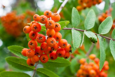 Olgunlaşmış üvez meyveleri, dağ kül veya Sorbus ağaç arka plan 