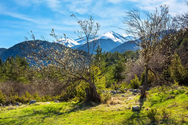 Lebendiger Hintergrund mit Schneebergen, grünen Frühlingsbäumen — Stockfoto