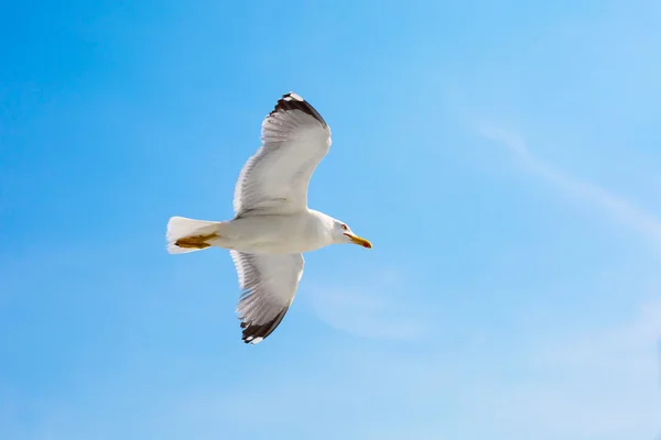Gaivota de peixe voando no céu azul, conceito de liberdade, lugar para texto — Fotografia de Stock