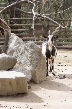 Keçi kameraya bakıyor.