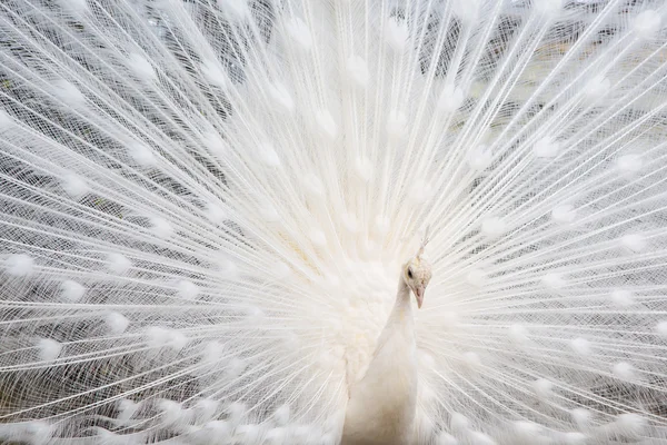 Male white peacock with spread tail feathers — Stock Photo, Image