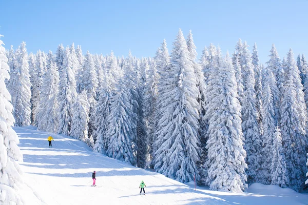 Vibrant panorama of the slope at ski resort Kopaonik, Serbia, people skiing, snow trees, blue sky — Stock Photo, Image