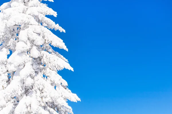 Vibrant winter vacation background with pine tree covered by heavy snow and blue sky — Stock Photo, Image
