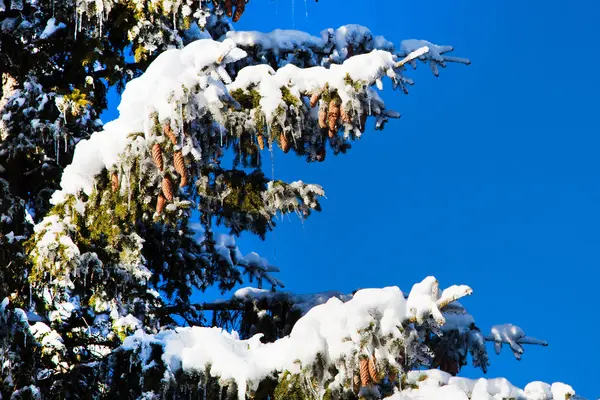 雪に覆われた松の木の枝、松ぼっくり、青い空、コピー スペースと冬休日背景 — ストック写真