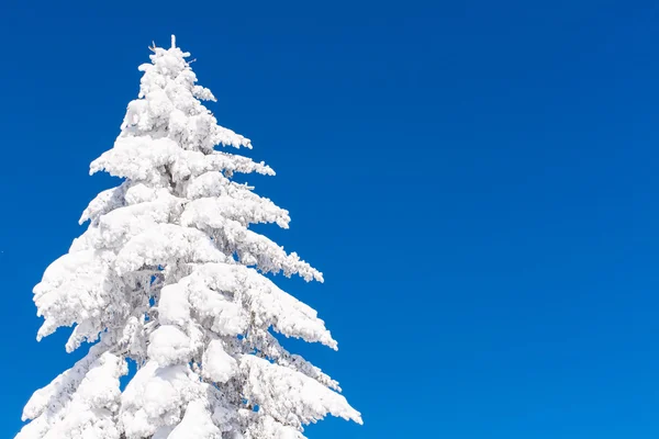 松の木覆われて雪と青空と鮮やかな冬休暇背景 — ストック写真