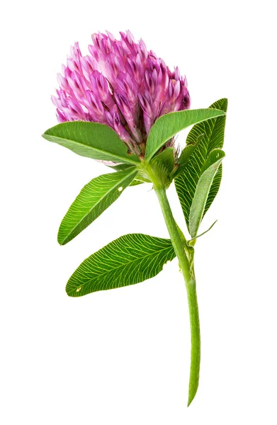 Pojedynczy kwiat koniczyny pionowo — Zdjęcie stockowe