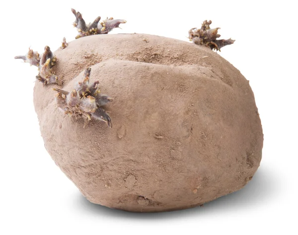 Patatas germinantes sucias giradas —  Fotos de Stock