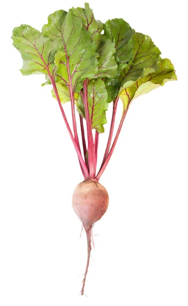 Satu Beet Root — Stok Foto