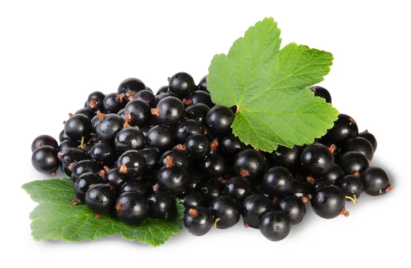 Ramo de grosella negra con dos hojas — Foto de Stock