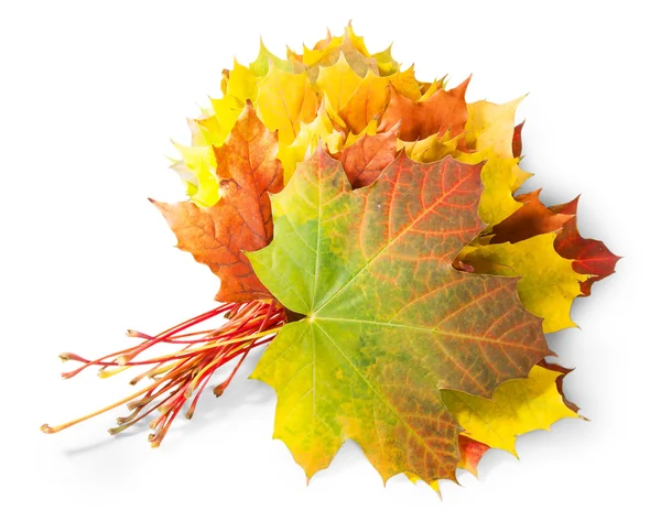 Boeket herfstbladeren — Stockfoto