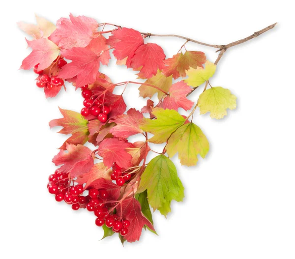 Planten van Viburnum op een tak met bladeren — Stockfoto