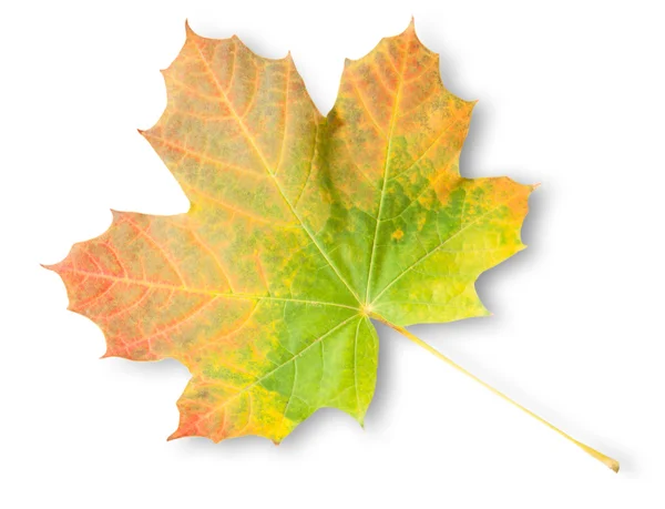 Veelkleurige Autumn Maple Leaf — Stockfoto