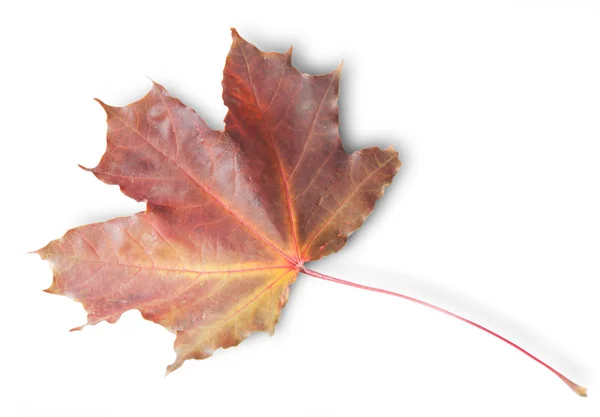 Bordeaux Autumn Maple Leaf — Stockfoto