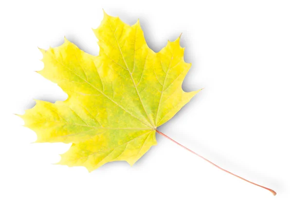 Gele en groene Autumn Maple Leaf — Stockfoto