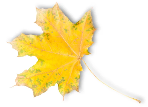 Geel Autumn Maple Leaf met groene vlekken — Stockfoto