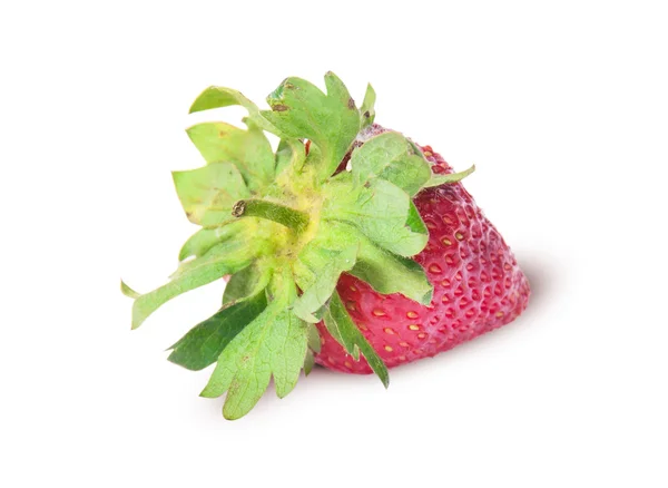 Enda färska jordgubbar bakåt — Stockfoto