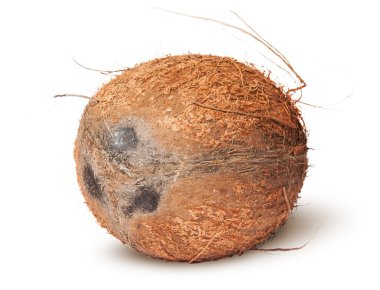 Closeup of coconut rotated clipart