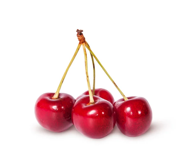 Empat ceri merah matang manis pada satu cabang — Stok Foto
