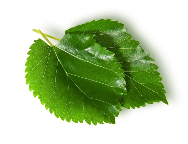 Dos hojas verdes morera —  Fotos de Stock