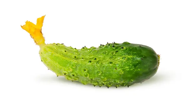 Saftige grüne Gurke — Stockfoto