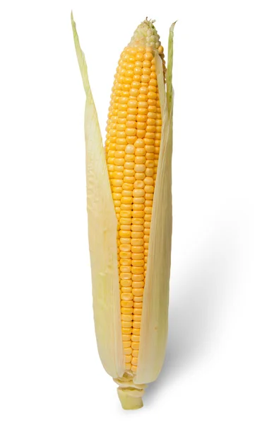 Oczyszczone ucho kukurydzy z liści — Zdjęcie stockowe