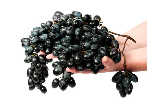 Dos manos sosteniendo un racimo de uvas negras — Foto de Stock