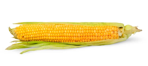 Single half peeled ear of corn — Stock Photo, Image