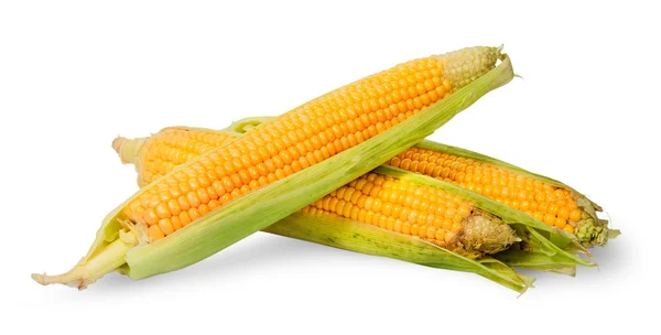 Varias mazorcas maduras de maíz parcialmente peladas — Foto de Stock
