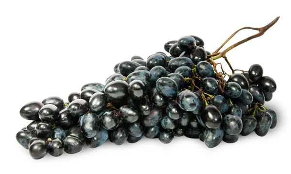 Gros bouquet de raisins noirs mûrs — Photo