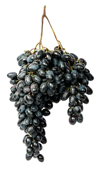 Wisi kilka ciemnych winogron — Zdjęcie stockowe