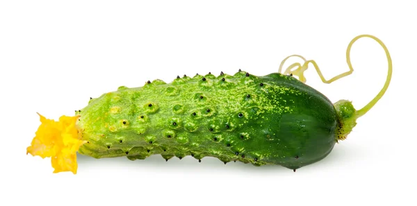 Saftige grüne Gurke mit umgedrehtem Stiel — Stockfoto