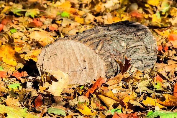 Eiken aanmeldt gevallen kleurrijke herfst bladeren — Stockfoto