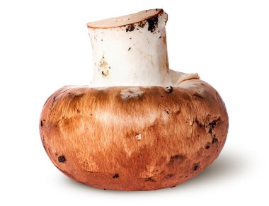 Tek bütün kahverengi champignon