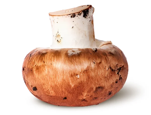 Single whole brown champignon — Stock Photo, Image