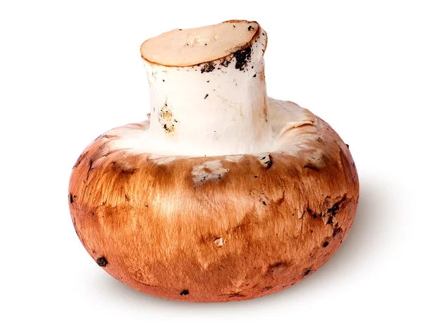 Single whole brown champignon top view — Stock Photo, Image