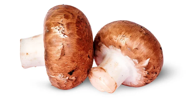 Two fresh brown mushroom beside rotated — Stock Photo, Image