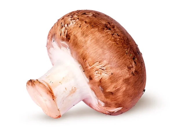 Een hele bruin champignon — Stockfoto