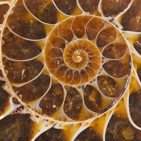 Ammoniteszek fosszilis keresztmetszet — Stock Fotó