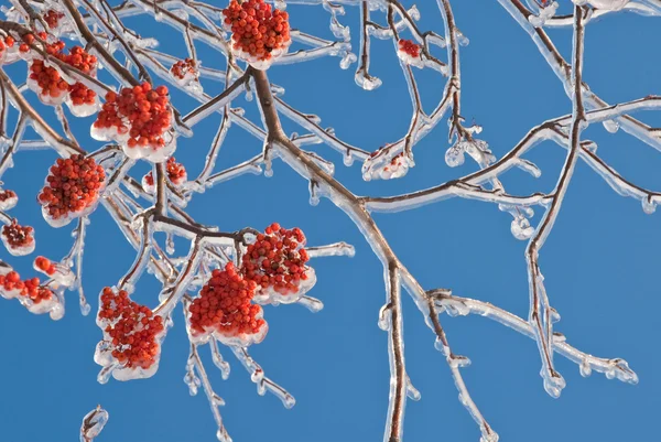 Bunches of rowan berries in the ice — Stock Photo, Image