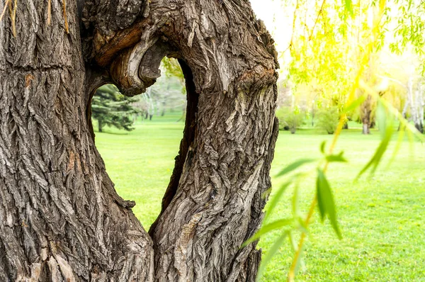 Liebe Natur Konzept — Stockfoto