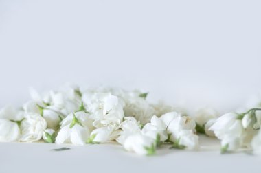 beyaz çiçekler arka plan