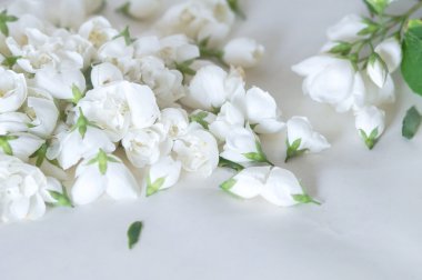 beyaz çiçekler arka plan