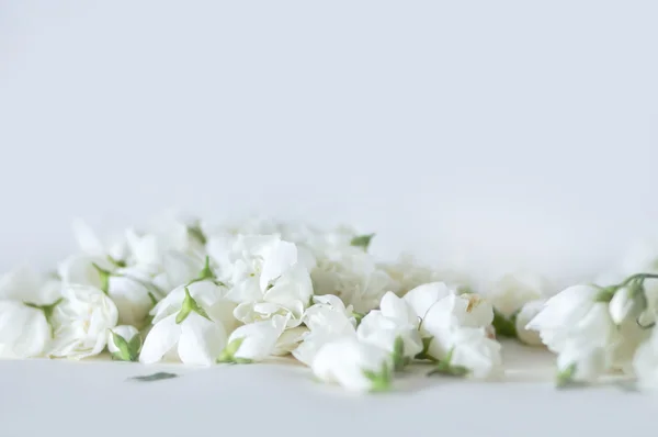 Fondo de flores blancas —  Fotos de Stock