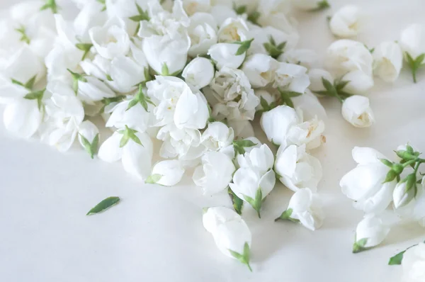 Fehér virágok háttér — Stock Fotó