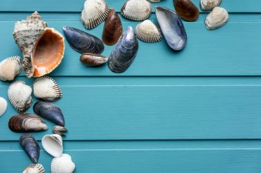 Deniz kabuklarını grunge mavi arka plan üzerinde