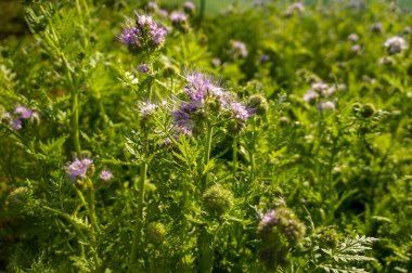 Alan, arılar için özel bir bal bitkisi olan safhaları açıyor. Toprak için organik gübre