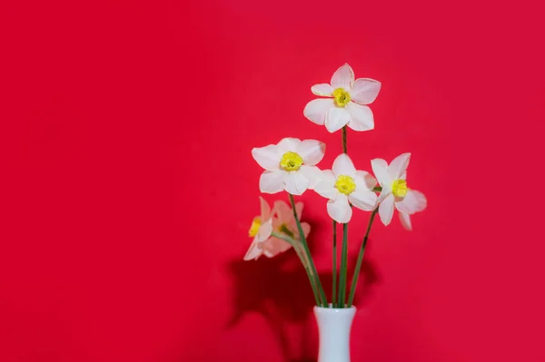 Boeket Van Witte Narcissen Bloemen Rode Achtergrond — Stockfoto