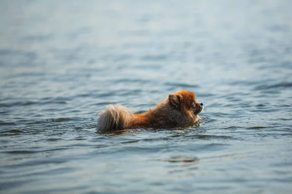 Chien Nageant Dans Une Mer — Photo