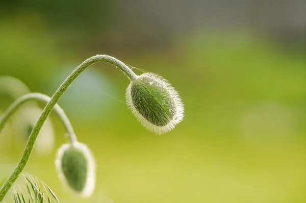 Fondo verde natural de verano —  Fotos de Stock