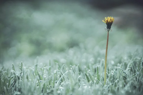 Planta solitária — Fotografia de Stock